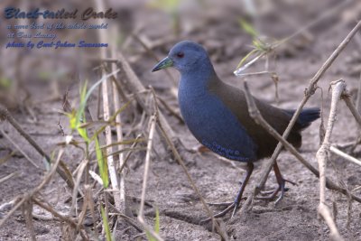 Black-tailed Crake