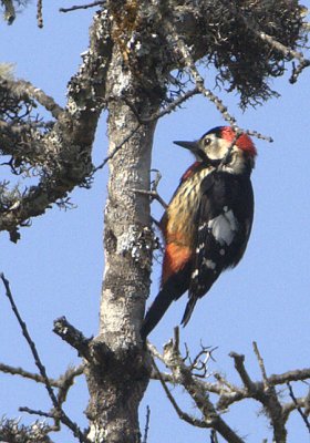 Crimson-breasted Woodpecker (male)