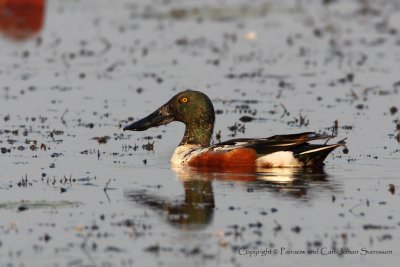 442 - Northern Shoveler