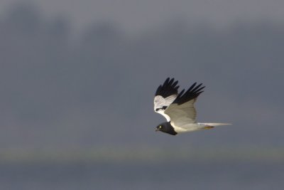 Pied Harrier (male)