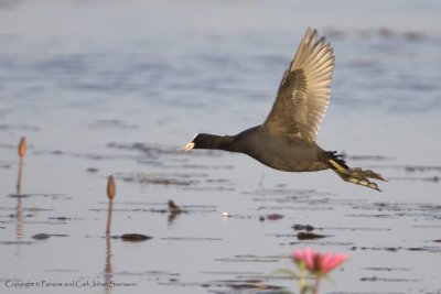 446 - Common Coot