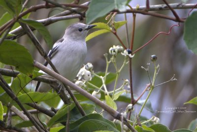 Purple-backed Starling