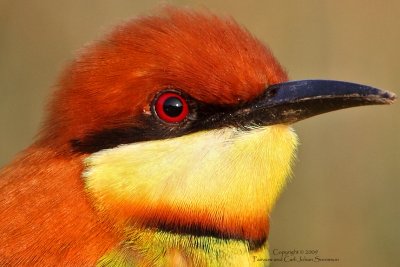 100% crop of a Chestnut-headed Bee-eater