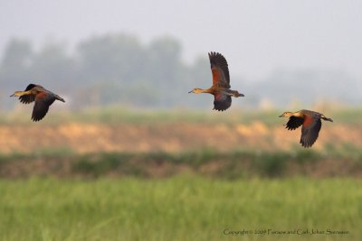 Lesser Whistling Ducks