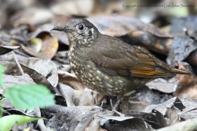 Dark-sided Thrush
