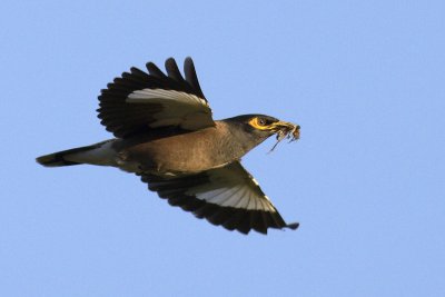 Common Myna