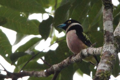 Black-and-yellow Broadbill