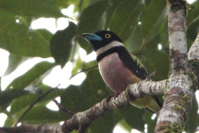 Black-and-yellow Broadbill