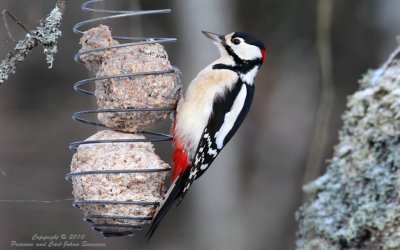 Great Spotted Woodpecker / Strre Hackspett