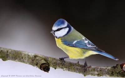 Birds of Sweden (133)