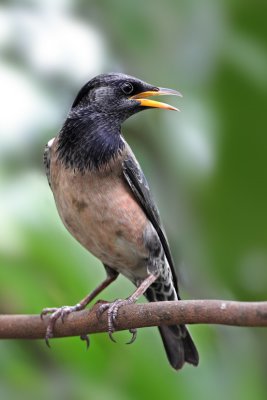 Rosy Starling (juvenile)