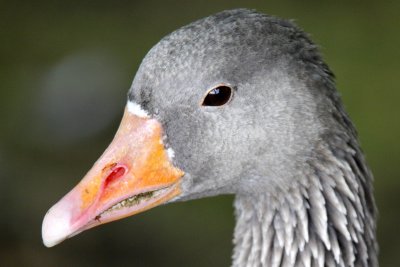 Grey-lag Goose / Grgs