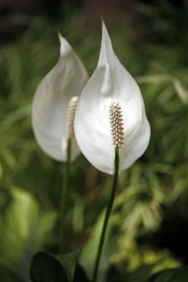 _MG_3859.jpg