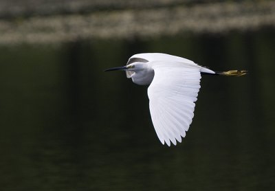 Little Egret