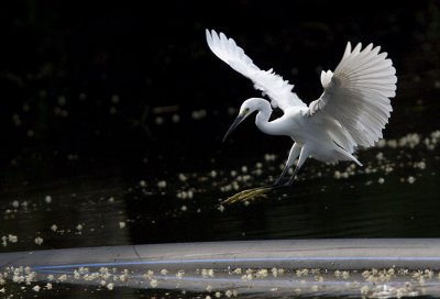 Little Egret