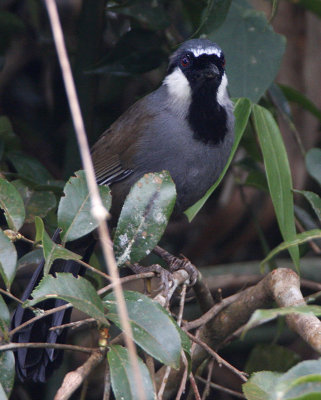 324 - Black-throated Laughingthrush