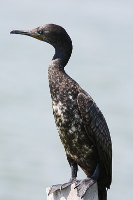 Indian Cormorant (non-breeding)