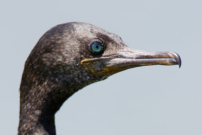 Indian Cormorant (non-breeding)