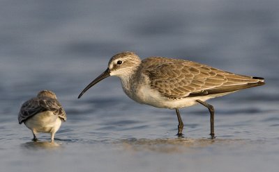 Curlew Sandpiper