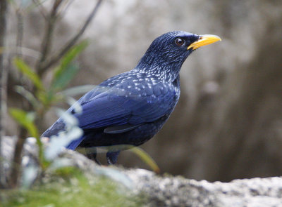 Blue Whistling Thrush (eugenei)