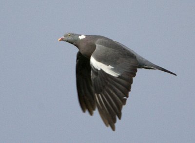 ::Common Wood Pigeon / Ringduva::