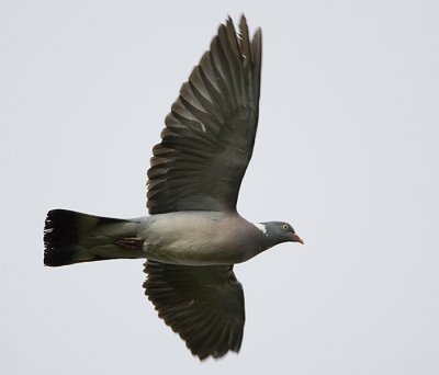 Common Wood Pigeon / Ringduva