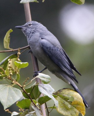 Black-winged Cuckoo-shrike