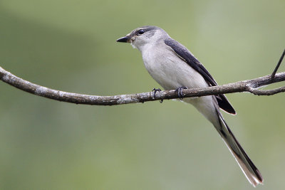 Ashy Minivet