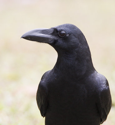 ::Large-billed Crow::