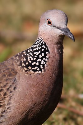 ::Spotted Dove::