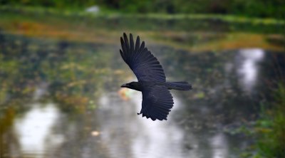 Large-billed Crow over pond in soft morning light