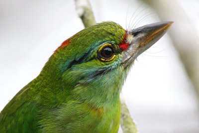 Moustashed Barbet