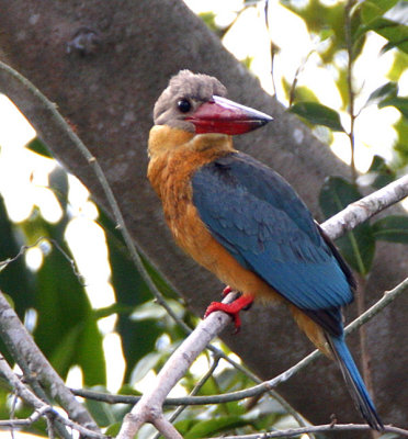 Stork-billed Kingfisher