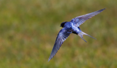 Barn Swallow