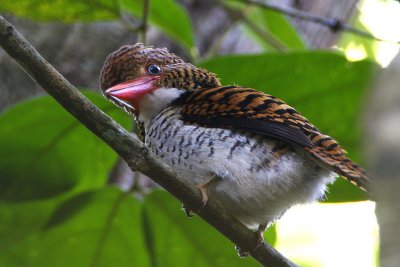 Banded Kingfisher (female)