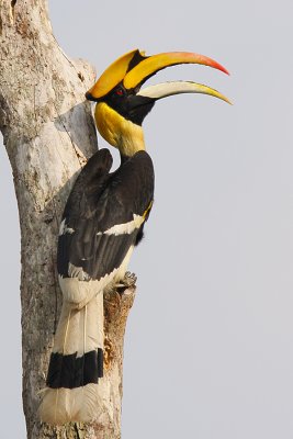 Great Hornbill (male)
