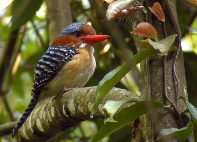 Banded Kingfisher (male)