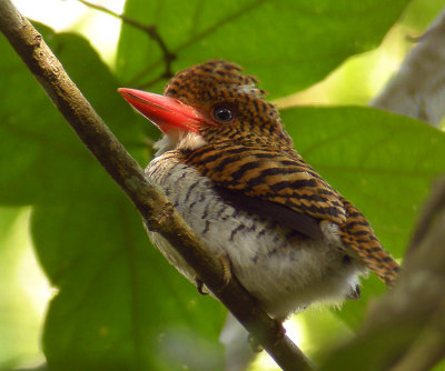 Banded Kingfisher (female)