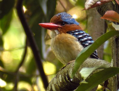 Banded Kingfisher (male)
