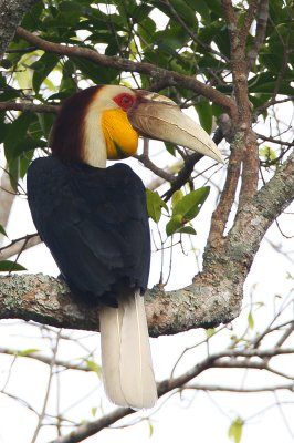 Whreathed Hornbill (male)