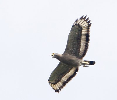 Crested Serpent Eagle