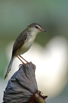 Plain Prinia