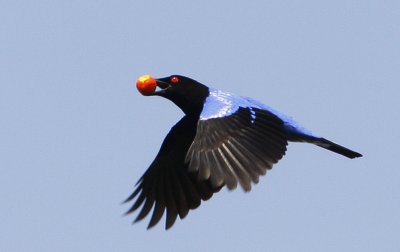 Asian Fairy Bluebird (male)