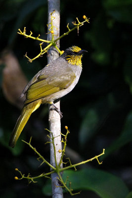 Stripe-throated Bulbul