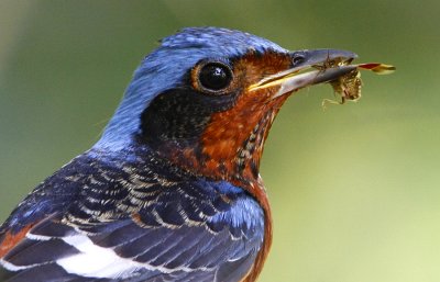 White-throated Rock Thrush (male)