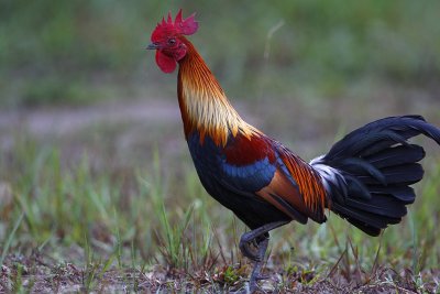 Red Junglefowl (male)