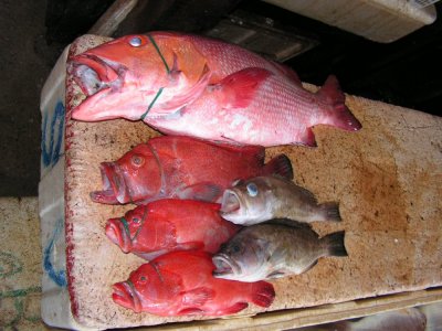 Jimbaran Bay Fish Market