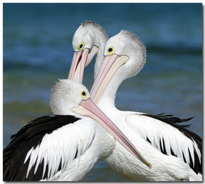 Australian Coastal Birds