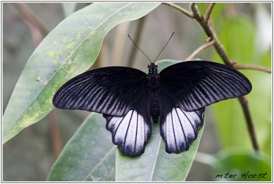004 Papilio Rumanzovia (Man)