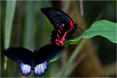 016 Papilio Rumanzovia (koppeltje)